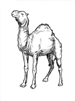 Deve boyama sayfası, Camel coloring page, Mükemmel Deve, 