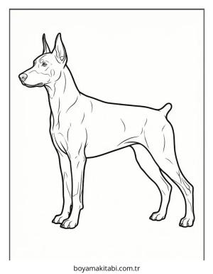 Doberman boyama sayfası – ücretsiz yazdır, boyama etkinliği