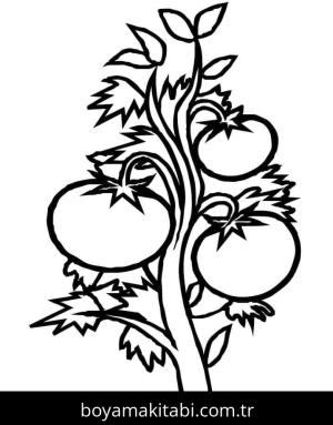 Domates boyama sayfası – keyifli zaman, renkli çizimler