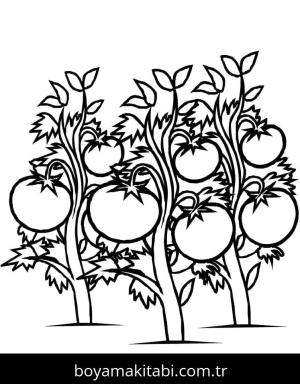 Domates boyama sayfası – çocuklar için, çizgi film temalı