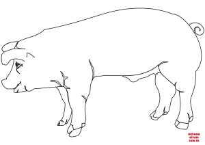 Domuz boyama sayfası, Pig coloring page, , pig pig 