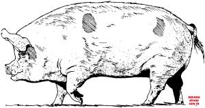 Domuz boyama sayfası, Pig coloring page, , pig pig 