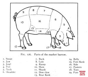 Domuz boyama sayfası, Pig coloring page, , pig the body of pig 