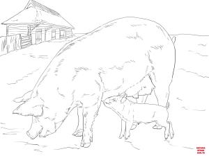 Domuz boyama sayfası, Pig coloring page, , pig pig family 