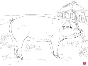 Domuz boyama sayfası, Pig coloring page, , pig adult pig 