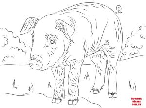 Domuz boyama sayfası, Pig coloring page, , pig cute piglet 