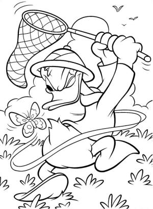 Donald Duck boyama sayfası,  coloring page, Donald Yakalayan Kelebek, 