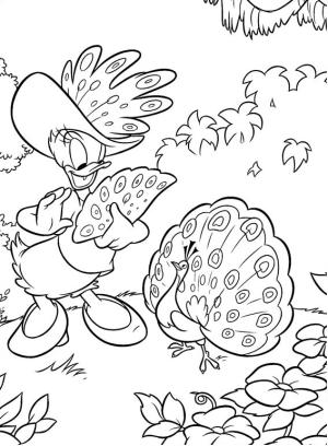 Donald Duck boyama sayfası,  coloring page, Tavus Kuşu Ile Daisy, 