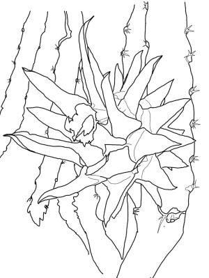 Ejder meyvesi boyama sayfası,  coloring page, Ejder meyvesi 2, 