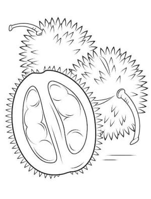 Durian boyama sayfası,  coloring page, Büyük Durian, 