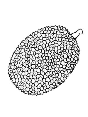 Durian boyama sayfası,  coloring page, Güzel Durian, 