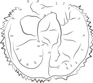 Durian boyama sayfası,  coloring page, Durian Point Temelden Puana, 