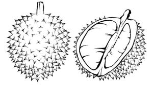 Durian boyama sayfası,  coloring page, Bir Durian ve Bir Yarım Durian, 