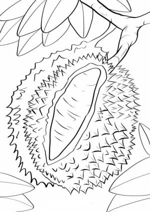 Durian boyama sayfası,  coloring page, Durian Ağaç Dalı üzerinde, 