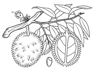 Durian boyama sayfası,  coloring page, Ağaç Dalı üzerinde iki Durian, 