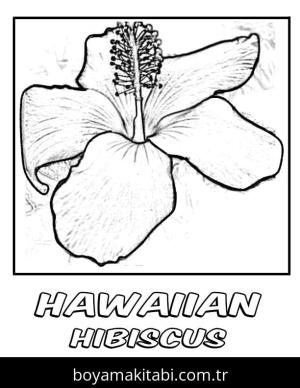 Ebegümeci boyama sayfası – yaratıcılık, eğlenceli etkinlik