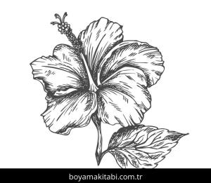 Ebegümeci boyama sayfası – renkli çizimler, okul öncesi