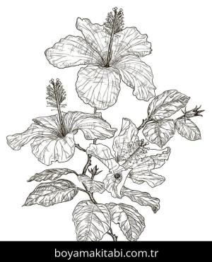 Ebegümeci boyama sayfası – kolay boyama, eğitici aktivite