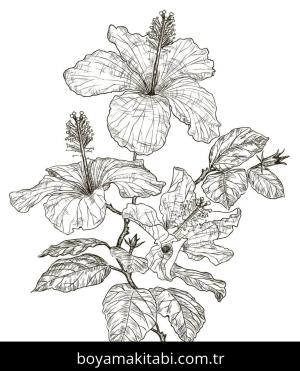 Ebegümeci boyama sayfası – evde etkinlik, ücretsiz yazdır