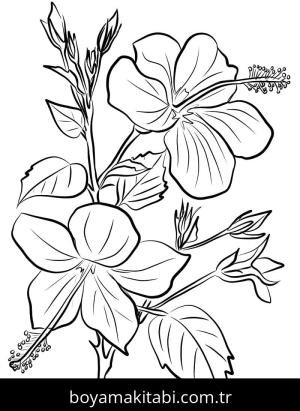 Ebegümeci boyama sayfası – kolay boyama, eğitici aktivite