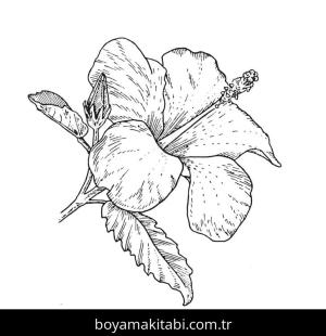 Ebegümeci boyama sayfası – eğitici aktivite, yaratıcılık