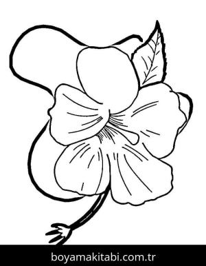 Ebegümeci boyama sayfası – kolay boyama, eğitici aktivite