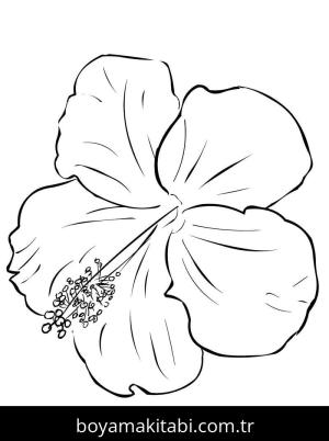 Ebegümeci boyama sayfası – boyama çalışması, yaratıcılığı geliştirir