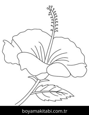 Ebegümeci boyama sayfası – yaratıcılık, eğlenceli etkinlik