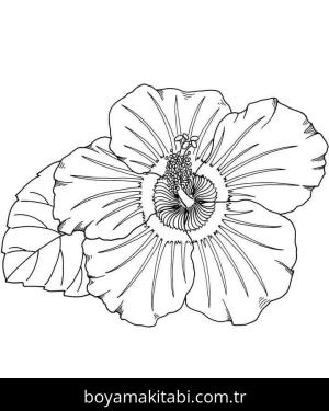 Ebegümeci boyama sayfası – evde etkinlik, ücretsiz yazdır