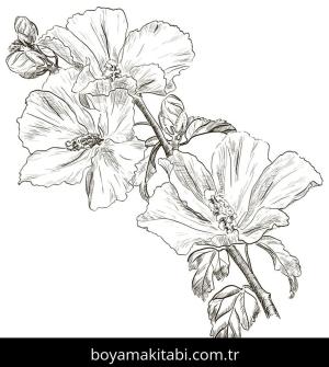 Ebegümeci boyama sayfası – boyama etkinliği, çocuk aktivitesi