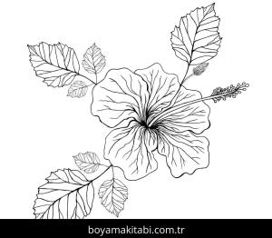 Ebegümeci boyama sayfası – yaratıcılığı geliştirir, keyifli zaman