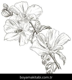 Ebegümeci boyama sayfası – yaratıcılığı geliştirir, keyifli zaman