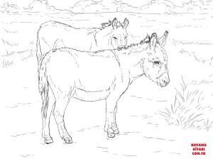 Eşek boyama sayfası, Donkeys coloring page, , donkeys two donkeys 