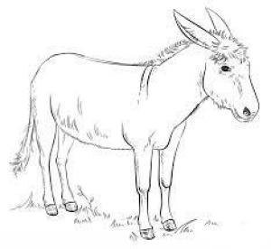 Eşek boyama sayfası, Donkeys coloring page, Normal Eşek, 