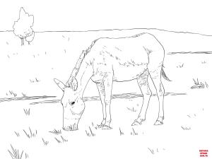 Eşek boyama sayfası, Donkeys coloring page, , donkeys kiang wild ass 