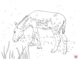 Eşek boyama sayfası, Donkeys coloring page, , donkeys feral donkey 