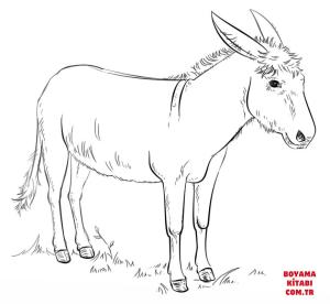 Eşek boyama sayfası, Donkeys coloring page, , donkeys donkey 