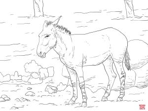 Eşek boyama sayfası, Donkeys coloring page, , donkeys somali wild ass 