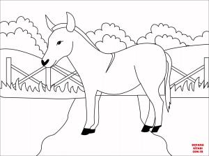 Eşek boyama sayfası, Donkeys coloring page, , donkeys donkey 