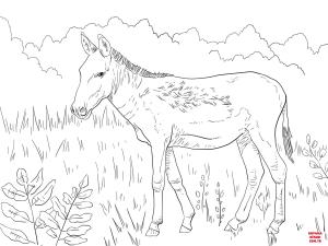 Eşek boyama sayfası, Donkeys coloring page, , donkeys kulan wild ass 