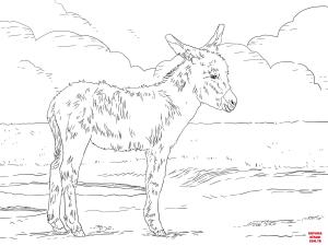 Eşek boyama sayfası, Donkeys coloring page, , donkeys three weeks old donkey foal 