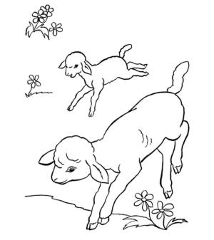 Çiftlik boyama sayfası,  coloring page, Çiftlikte İki Kuzu, 