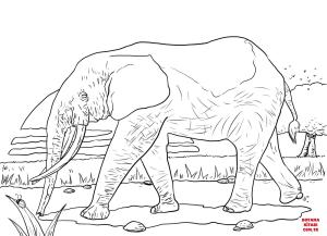 Fil boyama sayfası, Elephants coloring page, , elephants african forest elephant 