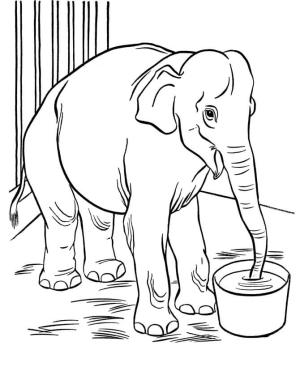 Fil boyama sayfası, Elephants coloring page, Fil ve Su Tenceresi, 