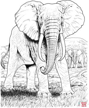 Fil boyama sayfası, Elephants coloring page, , elephants african elephant 