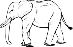 Fil boyama sayfası, Elephants coloring page, Fil Yürüyüşü, 