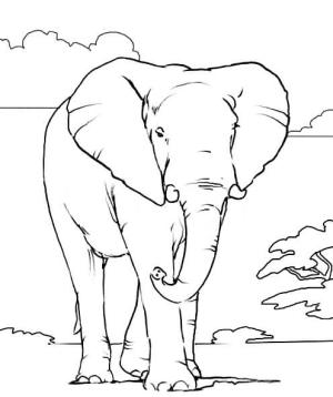 Fil boyama sayfası, Elephants coloring page, Afrika Fili, 