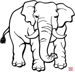 Fil boyama sayfası, Elephants coloring page, , elephants elephant 