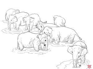 Fil boyama sayfası, Elephants coloring page, , elephants shri lanka elephants 