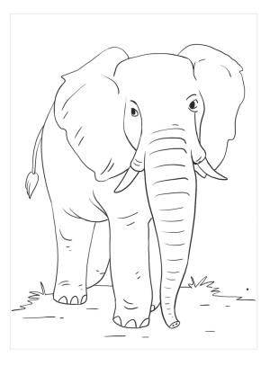 Fil boyama sayfası, Elephants coloring page, Temel Afrika Fili, 